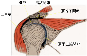 解剖