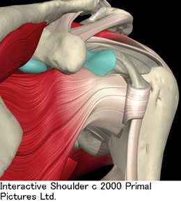 4個の筋肉と腱板が肩関節の安定化に寄与しています
